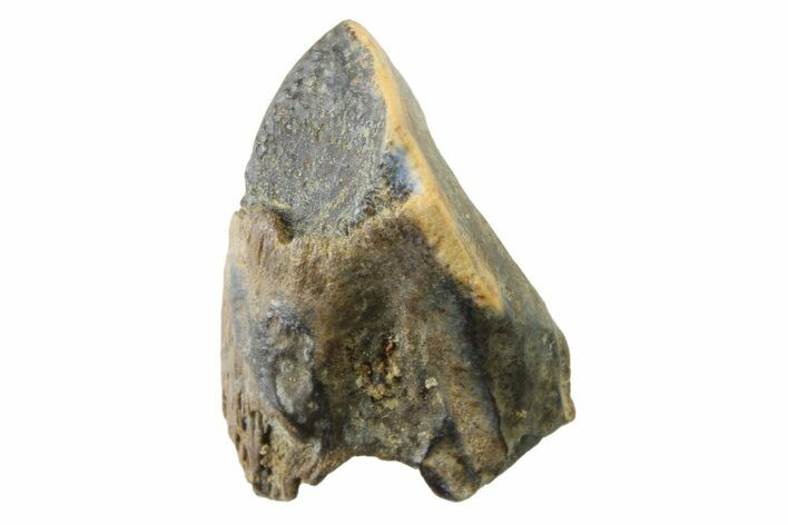 Fossil Dinosaur (Triceratops) Tooth - Montana #339816